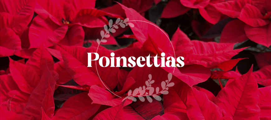 Poinsettia blog banner with text